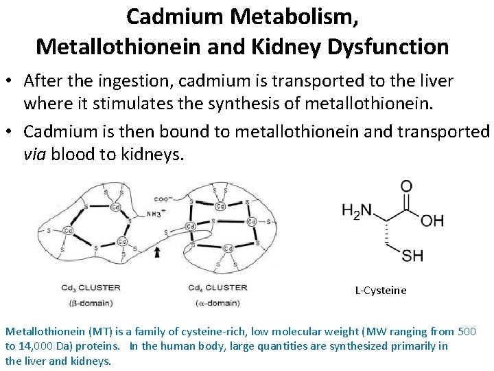 Cadmium Metabolism, Metallothionein and Kidney Dysfunction • After the ingestion, cadmium is transported to