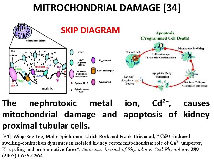 MITROCHONDRIAL DAMAGE [34] SKIP DIAGRAM The nephrotoxic metal ion, Cd 2+, causes mitochondrial damage