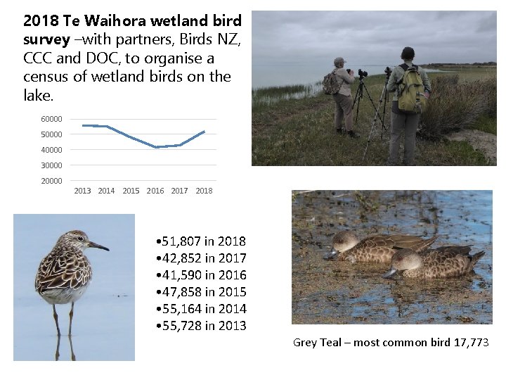 2018 Te Waihora wetland bird survey –with partners, Birds NZ, CCC and DOC, to