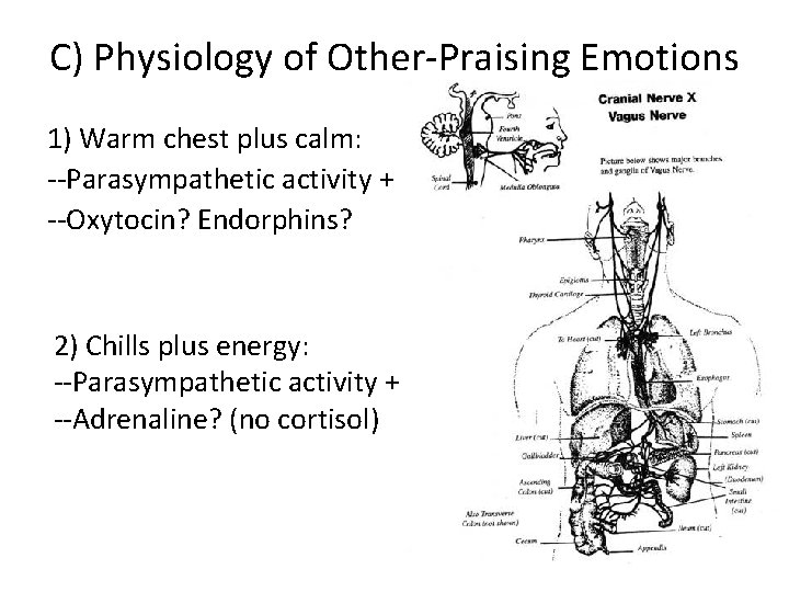C) Physiology of Other-Praising Emotions (Gary Sherman) 1) Warm chest plus calm: --Parasympathetic activity