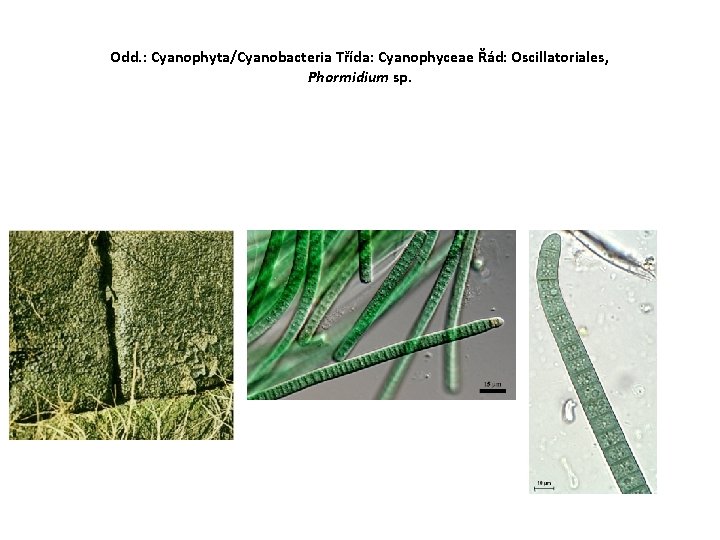 Odd. : Cyanophyta/Cyanobacteria Třída: Cyanophyceae Řád: Oscillatoriales, Phormidium sp. 