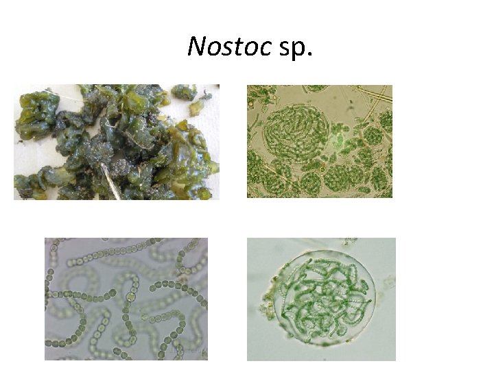 Nostoc sp. 