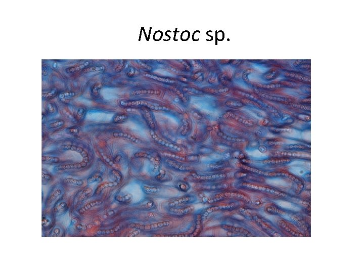 Nostoc sp. 