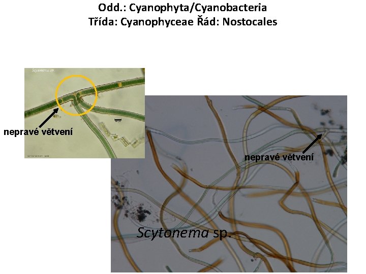 Odd. : Cyanophyta/Cyanobacteria Třída: Cyanophyceae Řád: Nostocales nepravé větvení Scytonema sp. 