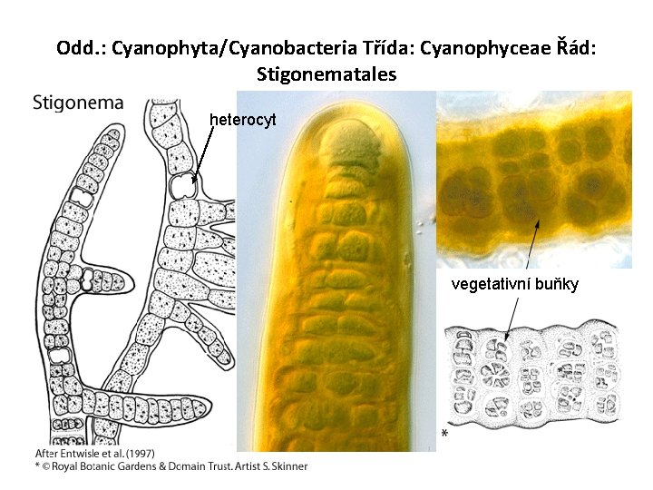 Odd. : Cyanophyta/Cyanobacteria Třída: Cyanophyceae Řád: Stigonematales heterocyt vegetativní buňky 