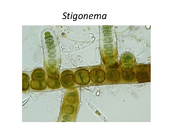 Stigonema 