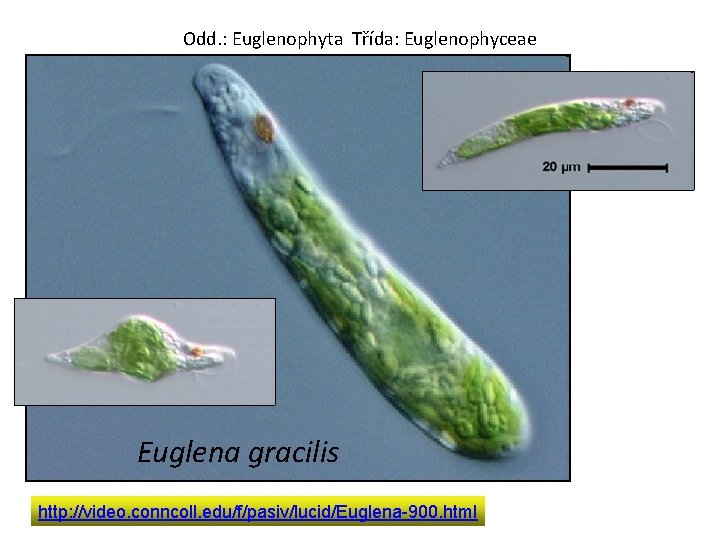 Odd. : Euglenophyta Třída: Euglenophyceae Euglena gracilis http: //video. conncoll. edu/f/pasiv/lucid/Euglena-900. html 