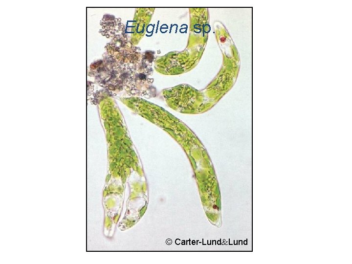 Euglena sp. © Carter-Lund 