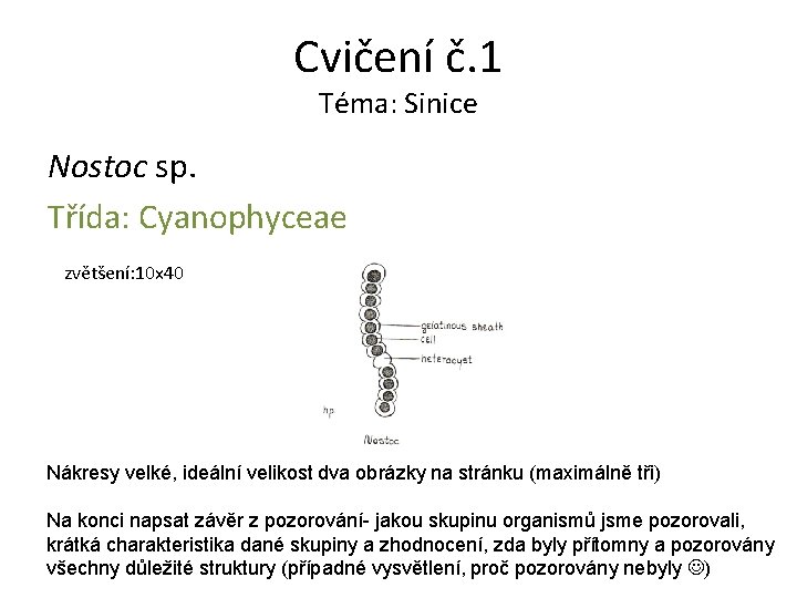 Cvičení č. 1 Téma: Sinice Nostoc sp. Třída: Cyanophyceae zvětšení: 10 x 40 Nákresy