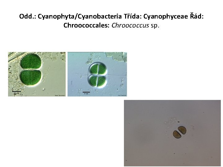 Odd. : Cyanophyta/Cyanobacteria Třída: Cyanophyceae Řád: Chroococcales: Chroococcus sp. 