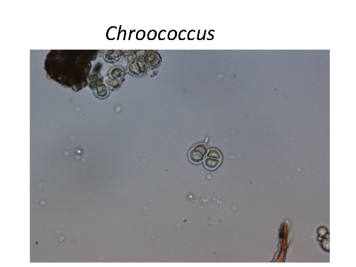 Chroococcus 