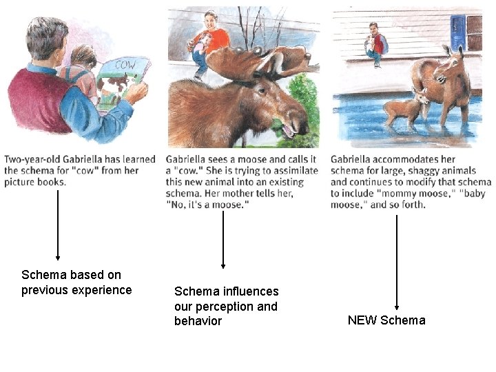 Schema based on previous experience Schema influences our perception and behavior NEW Schema 