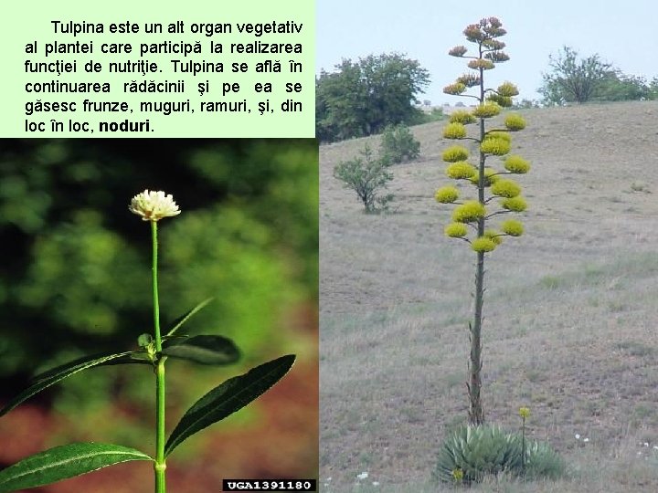 Tulpina este un alt organ vegetativ al plantei care participă la realizarea funcţiei de
