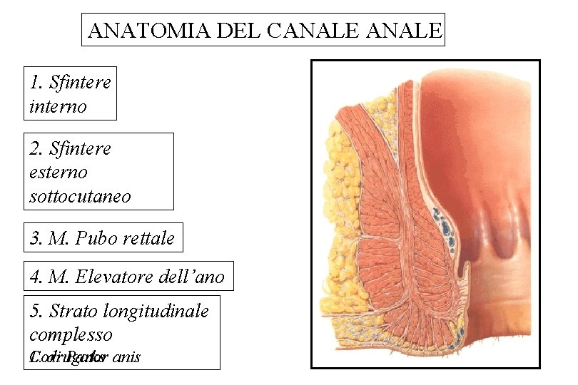 ANATOMIA DEL CANALE 1. Sfintere interno 2. Sfintere esterno sottocutaneo 3. M. Pubo rettale