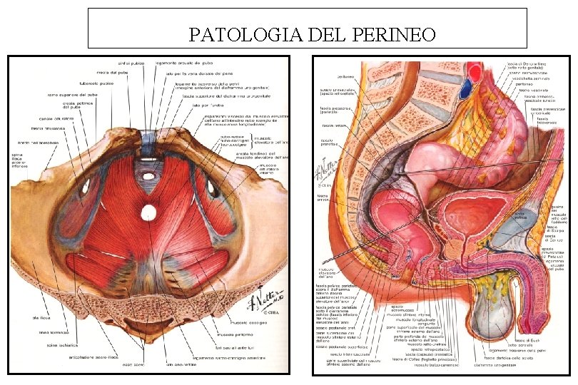 PATOLOGIA DEL PERINEO 