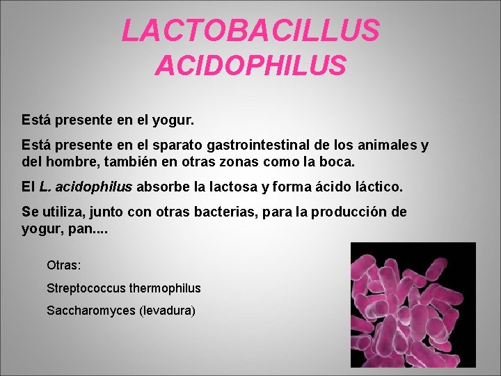 LACTOBACILLUS ACIDOPHILUS Está presente en el yogur. Está presente en el sparato gastrointestinal de