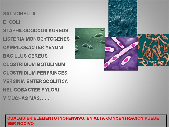 SALMONELLA E. COLI STAPHILOCOCCOS AUREUS LISTERIA MONOCYTOGENES CAMPILOBACTER YEYUNI BACILLUS CEREUS CLOSTRIDIUM BOTULINUM CLOSTRIDIUM