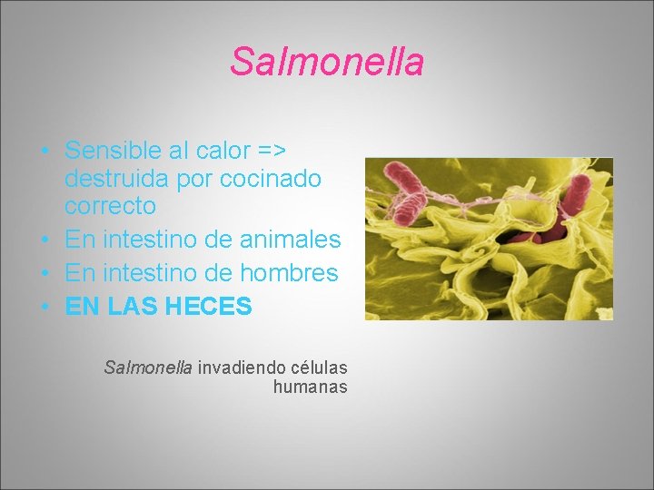 Salmonella • Sensible al calor => destruida por cocinado correcto • En intestino de