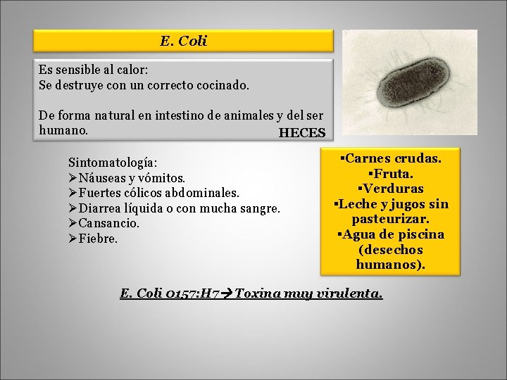 E. Coli Es sensible al calor: Se destruye con un correcto cocinado. De forma