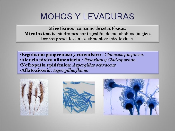 MOHOS Y LEVADURAS Micetismos: consumo de setas tóxicas. Micotoxicosis: síndromes por ingestión de metabolitos