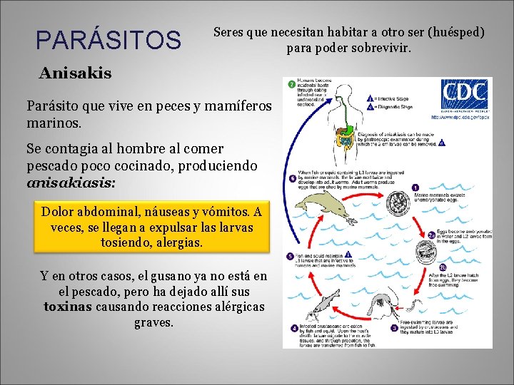 PARÁSITOS Seres que necesitan habitar a otro ser (huésped) para poder sobrevivir. Anisakis Parásito