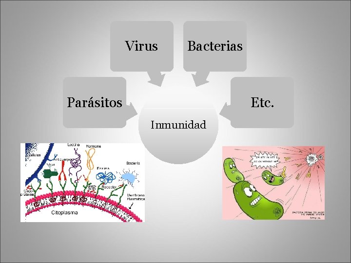 Virus Bacterias Parásitos Etc. Inmunidad 