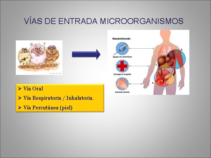 VÍAS DE ENTRADA MICROORGANISMOS Ø Vía Oral Ø Vía Respiratoria / Inhalatoria. Ø Vía