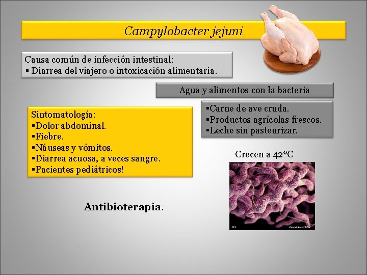 Campylobacter jejuni Causa común de infección intestinal: § Diarrea del viajero o intoxicación alimentaria.