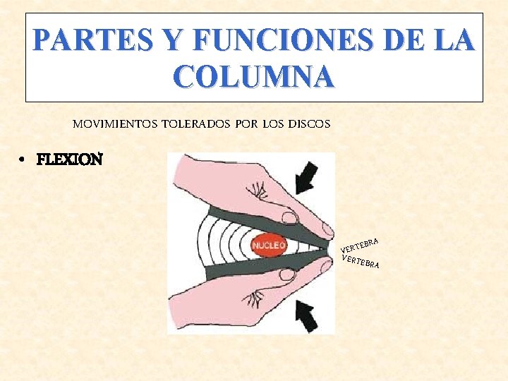 PARTES Y FUNCIONES DE LA COLUMNA MOVIMIENTOS TOLERADOS POR LOS DISCOS • FLEXION EBRA