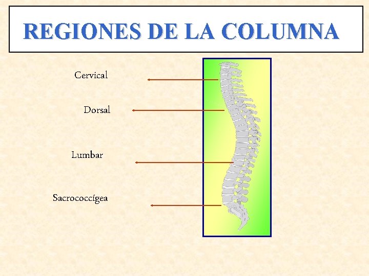 REGIONES DE LA COLUMNA Cervical Dorsal Lumbar Sacrococcígea 