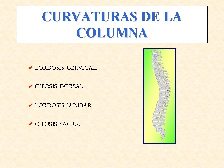 CURVATURAS DE LA COLUMNA a. LORDOSIS CERVICAL. a. CIFOSIS DORSAL. a. LORDOSIS LUMBAR. a.