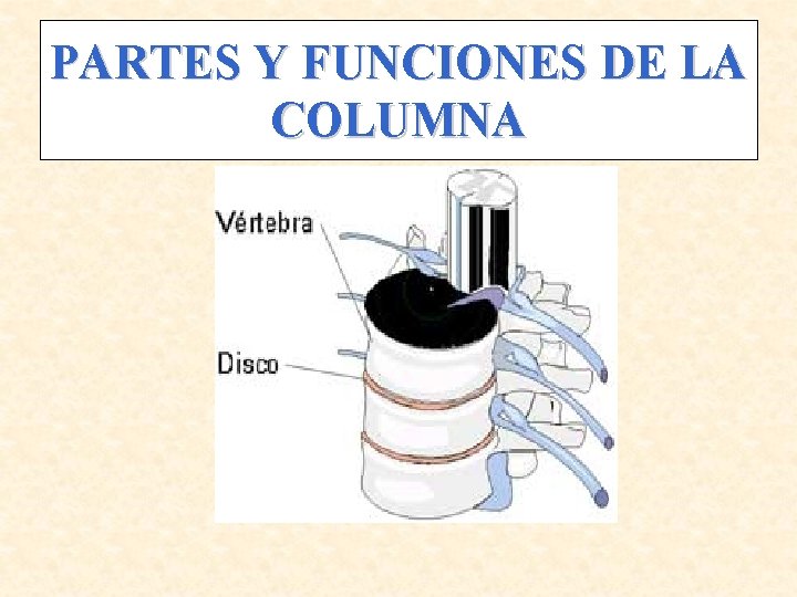 PARTES Y FUNCIONES DE LA COLUMNA 