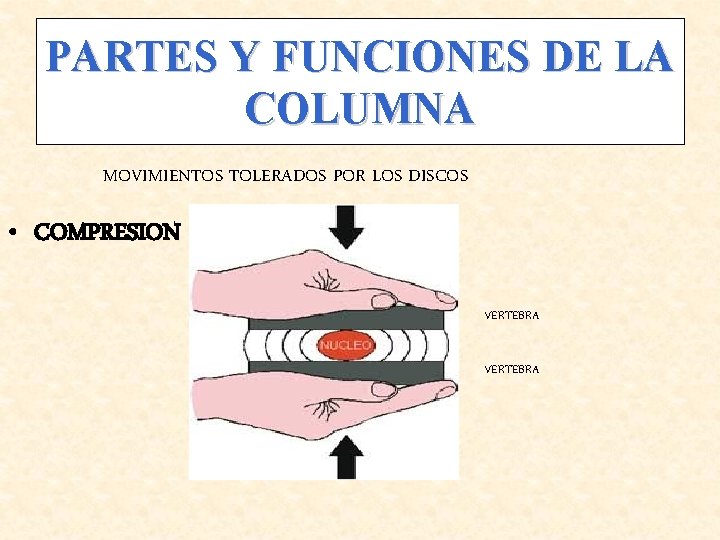 PARTES Y FUNCIONES DE LA COLUMNA MOVIMIENTOS TOLERADOS POR LOS DISCOS • COMPRESION VERTEBRA