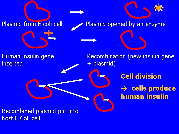Plasmid from E coli cell Plasmid opened by an enzyme Human insulin gene inserted