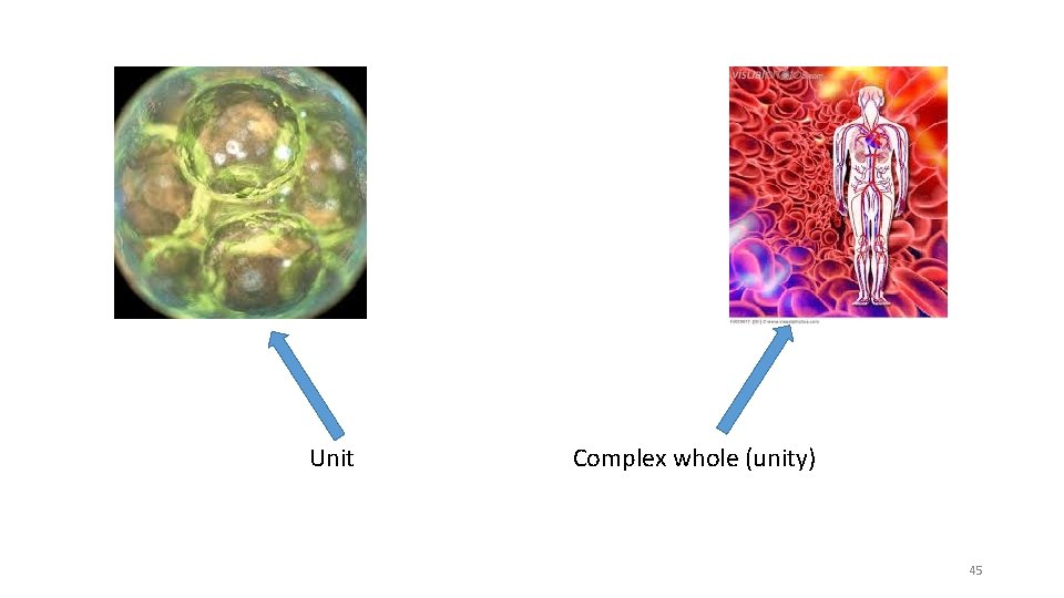 Unit Complex whole (unity) 45 