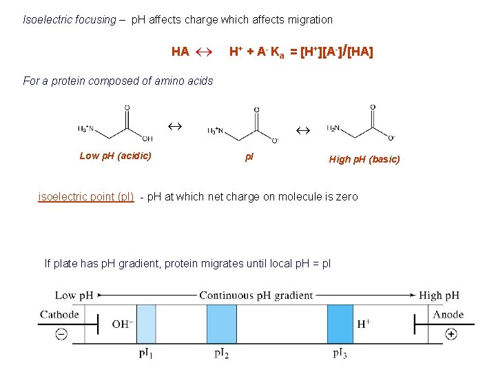 Isoelectric focusing – p. H affects charge which affects migration HA « H+ +