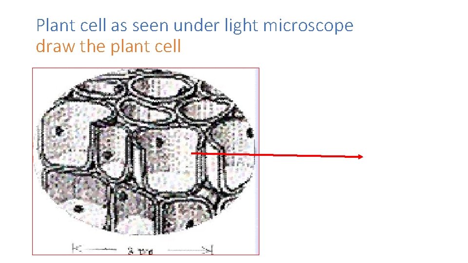 Plant cell as seen under light microscope draw the plant cell 