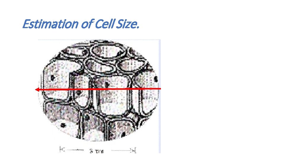 Estimation of Cell Size. 