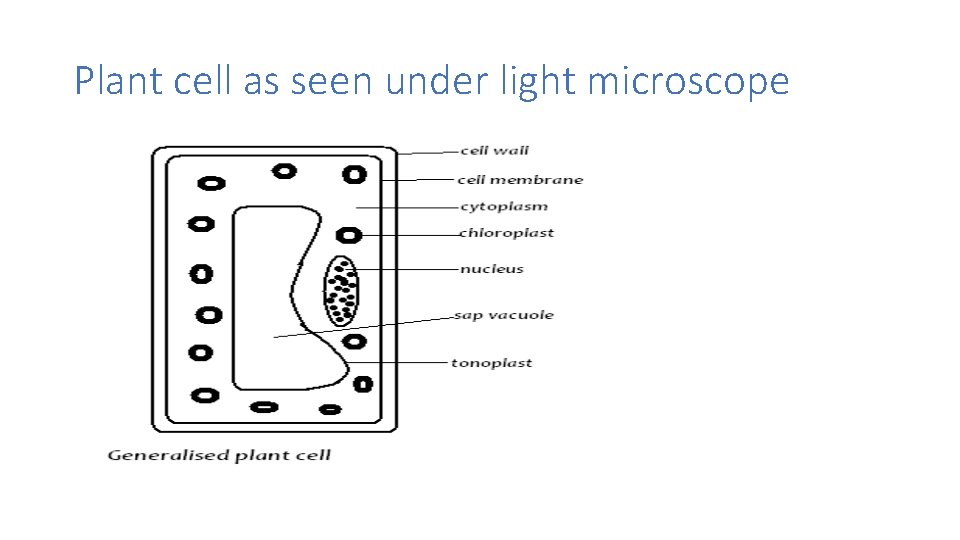 Plant cell as seen under light microscope 