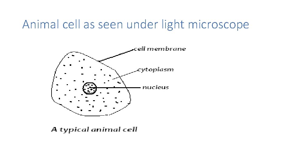 Animal cell as seen under light microscope 