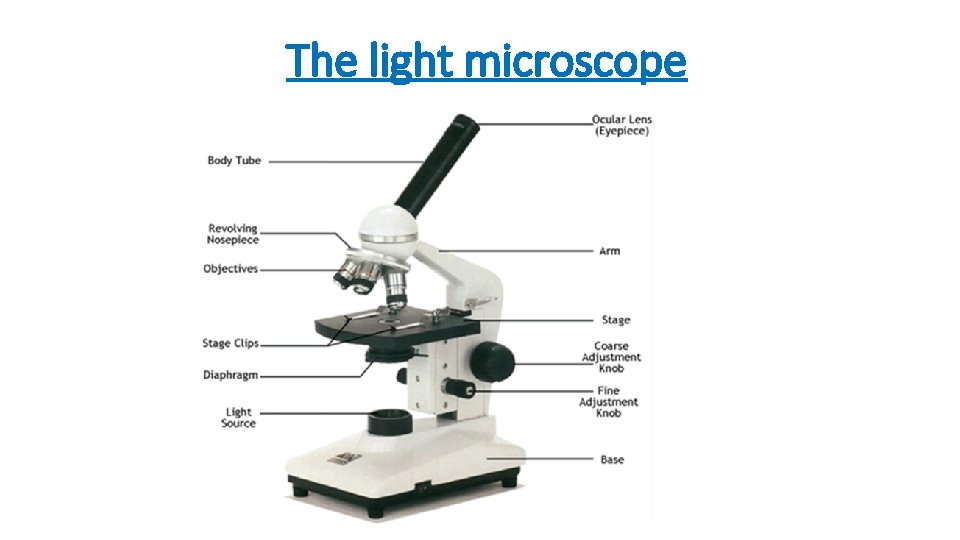 The light microscope 