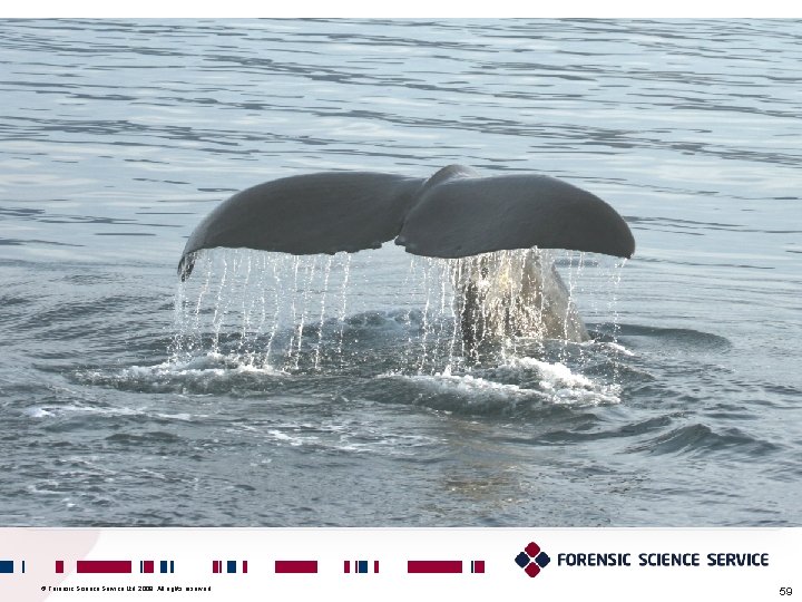 © Forensic Science Service Ltd. 2009. All rights reserved. 59 © Forensic Science Service Ltd. 2009. All rights reserved. 59