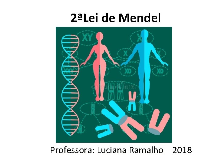 2ªLei de Mendel Professora: Luciana Ramalho 2018 