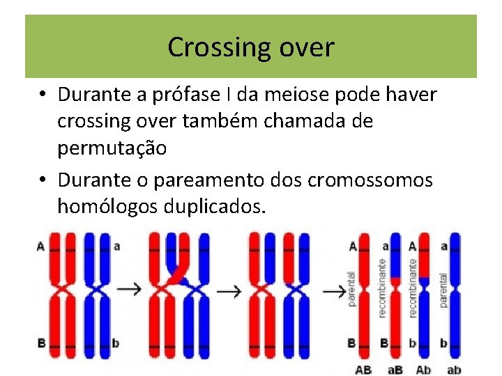 Crossing over • Durante a prófase I da meiose pode haver crossing over também