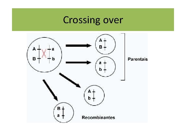 Crossing over 