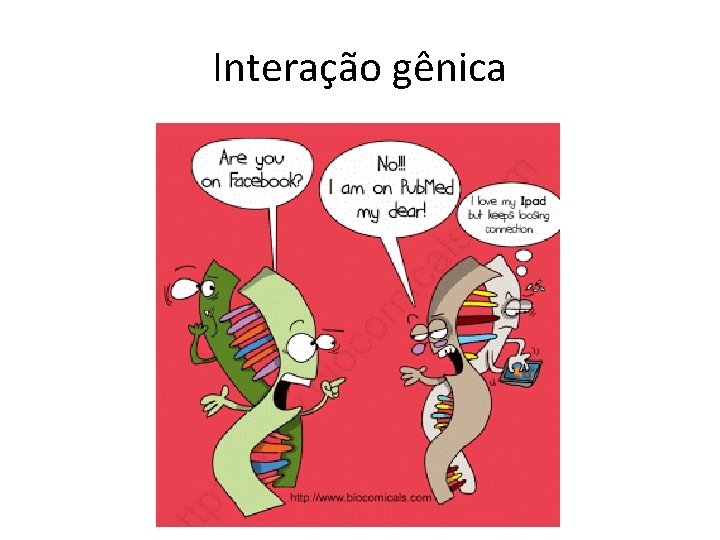 Interação gênica 