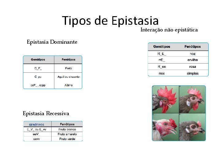 Tipos de Epistasia Interação não epistática Epistasia Dominante Epistasia Recessiva 