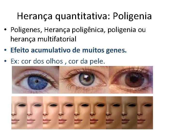 Herança quantitativa: Poligenia • Poligenes, Herança poligênica, poligenia ou herança multifatorial • Efeito acumulativo