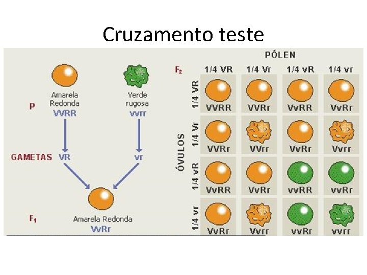 Cruzamento teste 