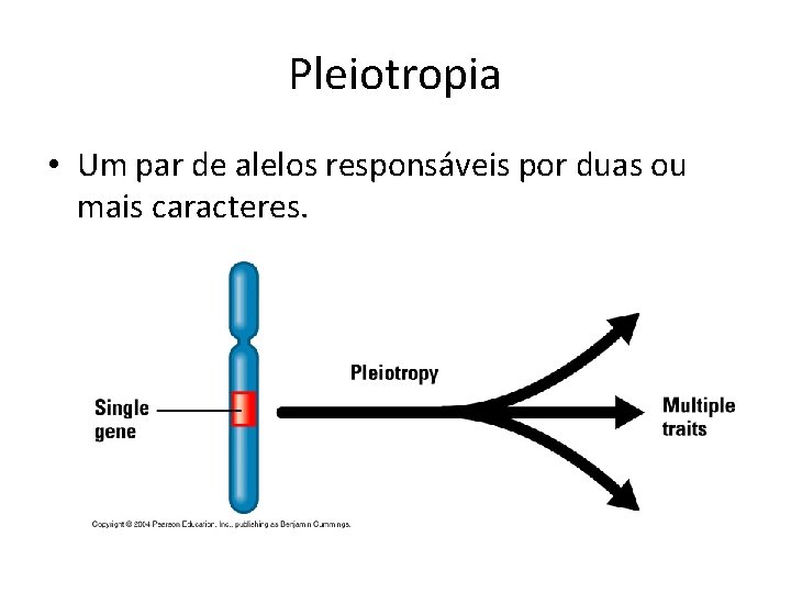 Pleiotropia • Um par de alelos responsáveis por duas ou mais caracteres. 